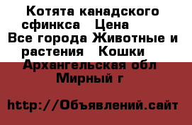 Котята канадского сфинкса › Цена ­ 15 - Все города Животные и растения » Кошки   . Архангельская обл.,Мирный г.